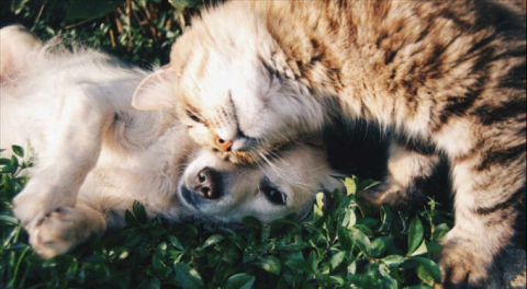 Sahipli kedi ve köpeklerin kimliklendirilmesi zorunlu olacak!