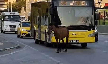 Bursa trafiğinde 4 nala görüntü