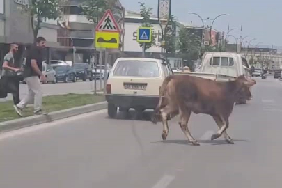 Bursa'da kurbanlık firarda