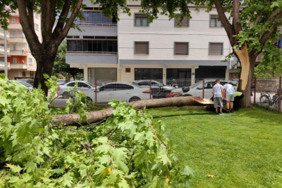 Cuma namazında cemaatin üzerine ağaç devrildi