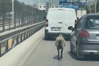 Bursa'da firar eden koyun, trafiği alt üst etti