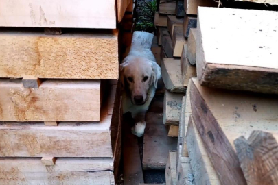 Bursa'da kerestelerin arasına sıkışan köpeği itfaiye kurtardı