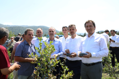 İnegöl'de mavi yemişte hasat başladı