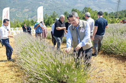 Orhaneli’de lavanta hasadı başladı