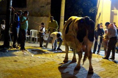 Piste çıkan boğaları para yağmuruna tuttular