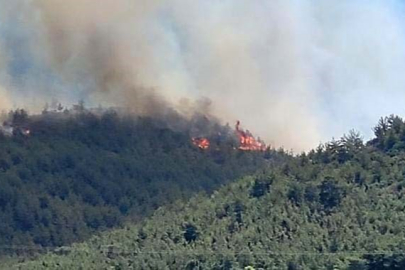 Hatay’da orman yangını