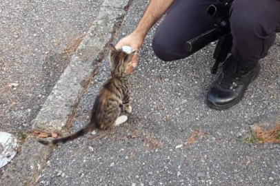 Yeni doğan kedi, Bursa'da polis merkezinin maskotu oldu