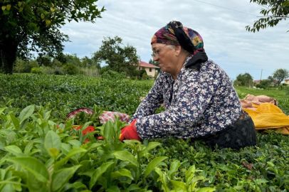 ÇAYKUR kontenjanı 25 kilograma düşürdü