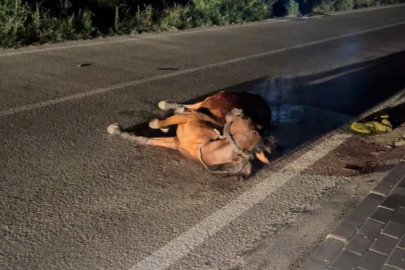 Bursa'da başıboş ata çarpıp kaçtı, arkasına bile bakmadı