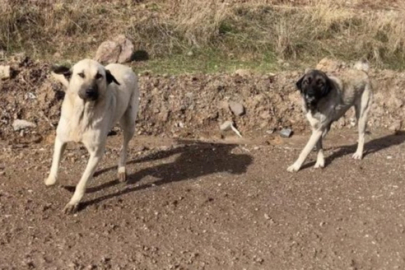 Başıboş sokak köpekleri teklifi komisyondan geçti