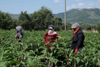 Bursa patlıcanında hasat şenliği