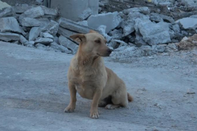 Bir köpek dehşeti de Bursa'dan