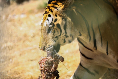 Bengal kaplanlarına etten pasta