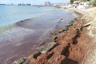 Marmara Denizi'nde kızıl yosun alarmı