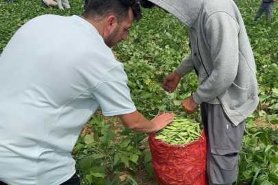 Fasulye fiyatları üreticiyi zor duruma soktu