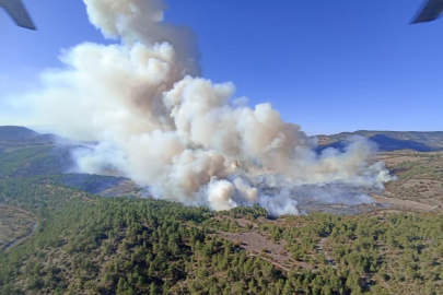 Bursa'da orman yangını