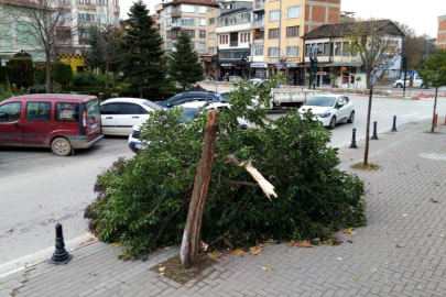 Şiddetli lodos, Bursa'da bir ağacı yerle bir etti