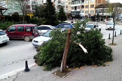 Şiddetli lodos, Bursa'da bir ağacı yerle bir etti