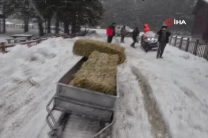 Bursa'da yaban hayvanları için doğaya yem bırakıldı